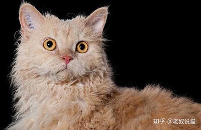 猫的听力是多少赫兹