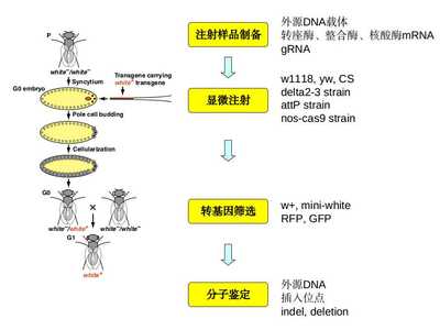 dna鉴定流程