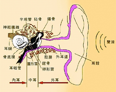 耳后长痘痘是怎么回事