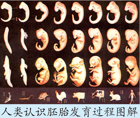 胎儿发育过程