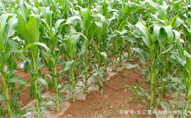 玉米的种植步骤