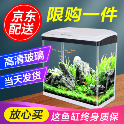 闖缸小鯛最新魚趣