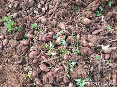 六个月可以吃红薯吗