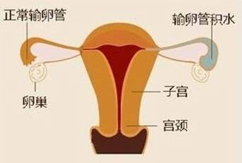 月经和排卵期区别