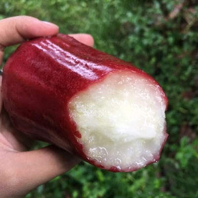 宝宝可以吃莲雾吗