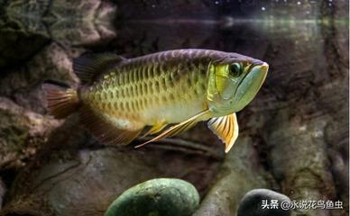 保定白溝新城樂游水族館（保定白溝新城樂游水族館電話）