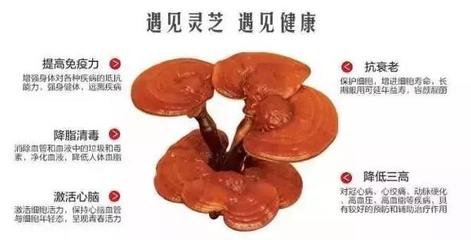 破壁灵芝孢子粉的功效与作用