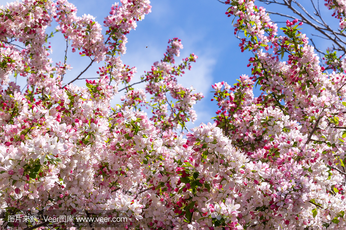 海棠树开着令人惊叹的粉红色花朵,预示着春天的到来