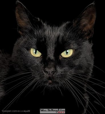 解梦 猫