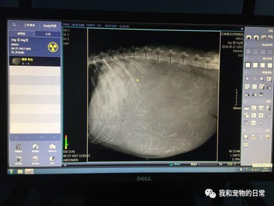 拍片子多久可以怀孕