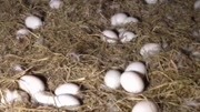 做梦捡鸭蛋是什么意思