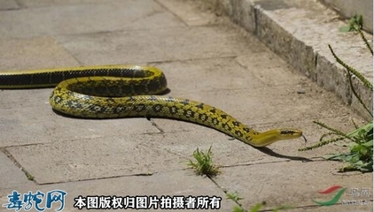 梦见蛇朝自己爬过来