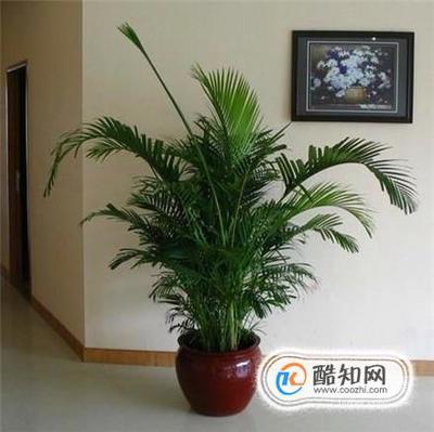 适合在室内养的花草