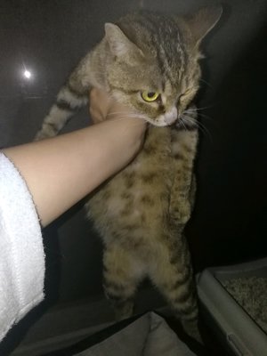 猫什么时候怀孕