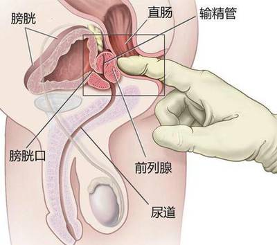 输精管正常大小是多少