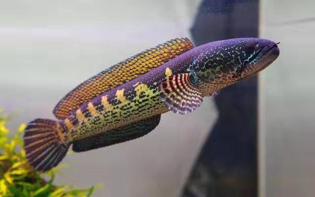 鎮(zhèn)江水族館終于找到讓虎明的辦法了