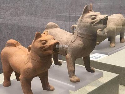家里有耗子寓意什么