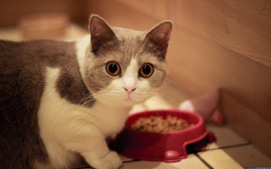 猫咪吃猫粮便秘怎么办