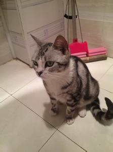 周公解梦梦见给猫洗澡