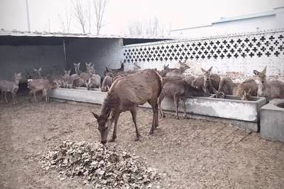 养鹿犯法吗
