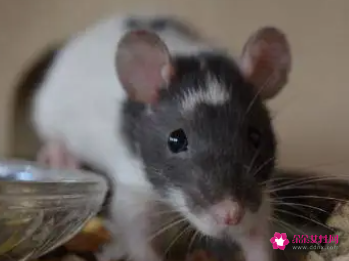 孕妇梦见小老鼠