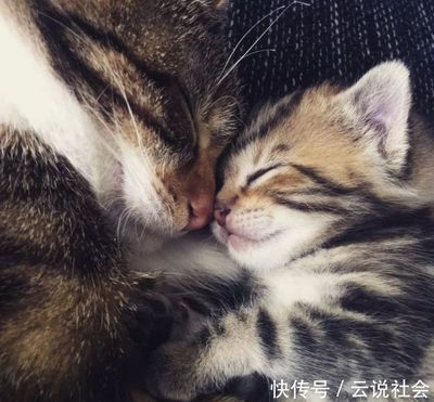 猫咪多大会怀孕