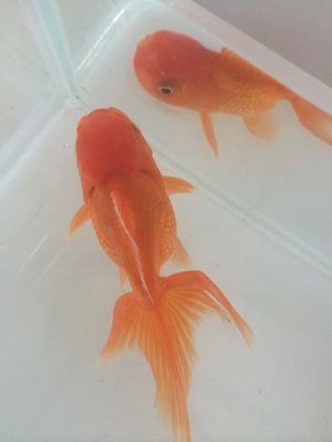 金鱼怎么怀孕
