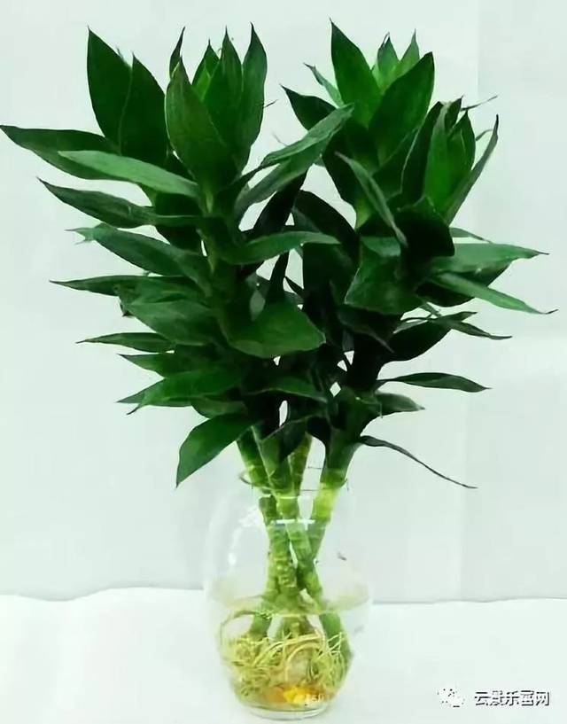 室内适合养什么花草