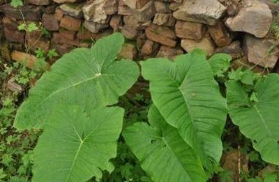 什么植物祛斑效果最好