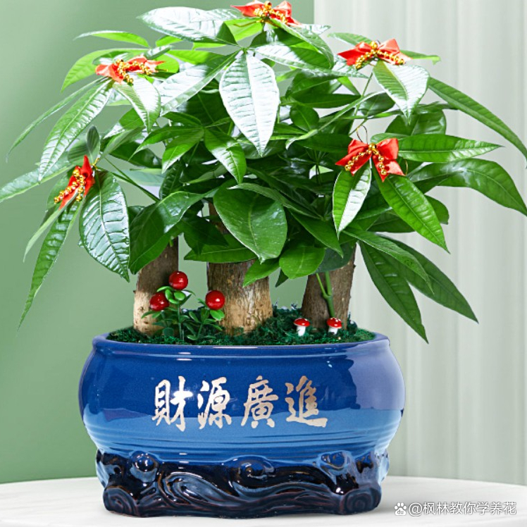 寓意发财的花