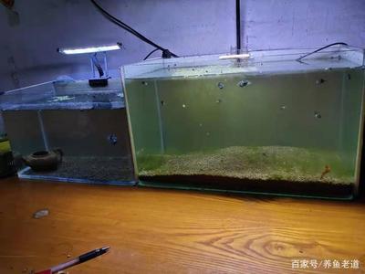 魚缸水怎么變清（魚缸水怎么變清澈）