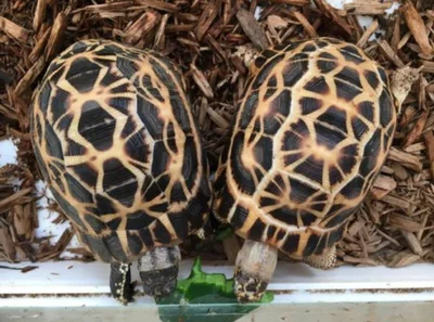 互动性最强的龟是什么品种(草龟互动训练的方法)