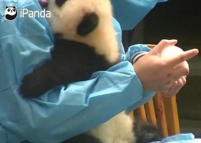 熊猫宝宝吃奶