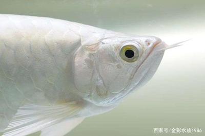 廣州魚缸bb祥龍魚場（廣州魚缸bb祥龍魚場客戶評價匯總?cè)绾勿B(yǎng)護(hù)龍魚）