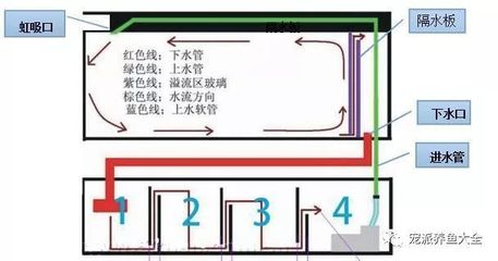 龍魚鱗片出現(xiàn)黑斑（龍魚魚鱗有黑點）