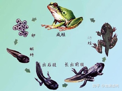 蝌蚪长大是怎么样的