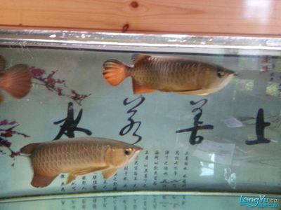 塔城市搖頭擺尾水族館 全國(guó)水族館企業(yè)名錄