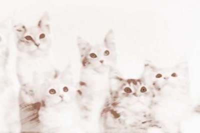 周公解梦梦到猫是什么意思