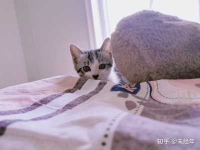 猫咪睡觉尿床