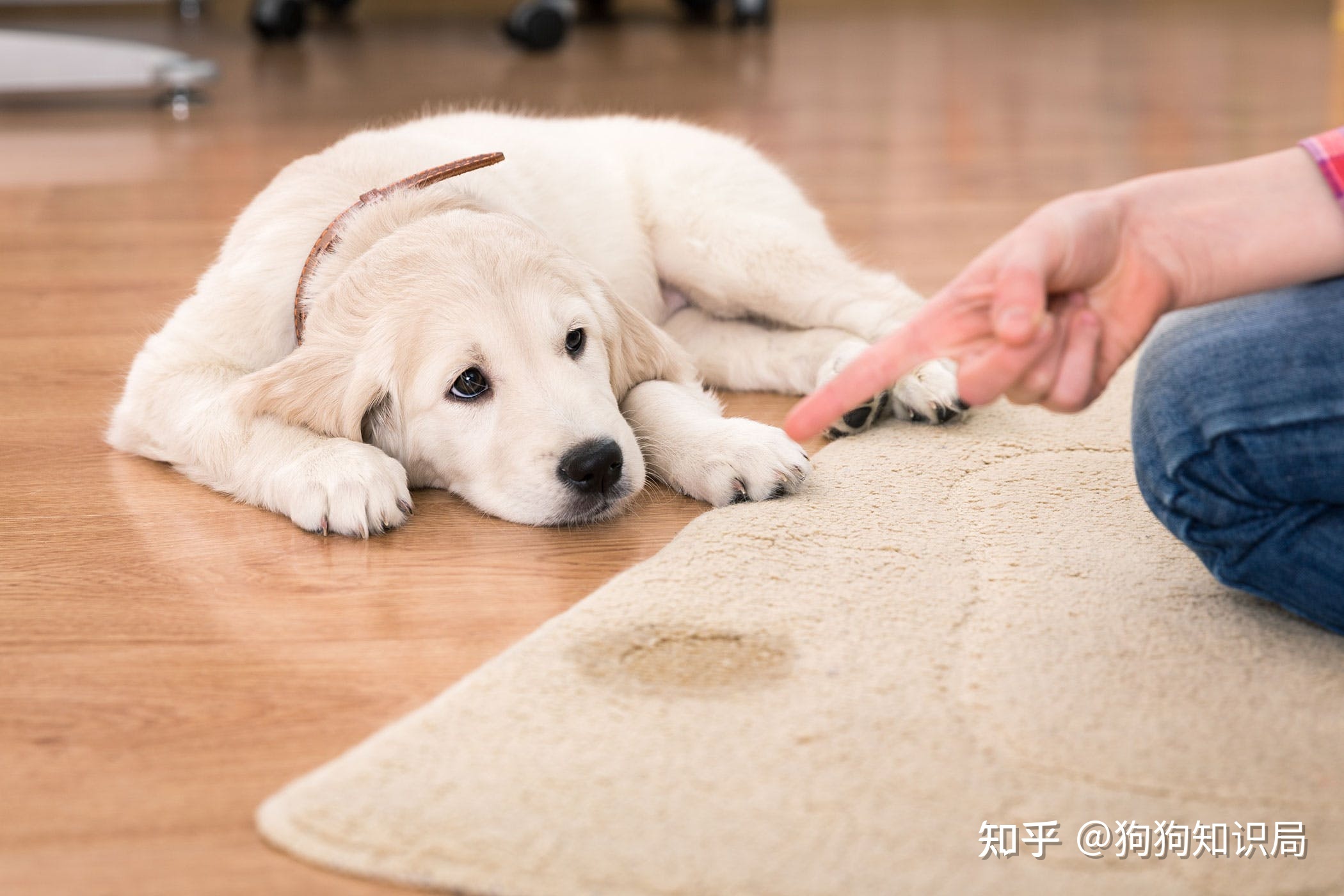 地面尿骚味怎么去除