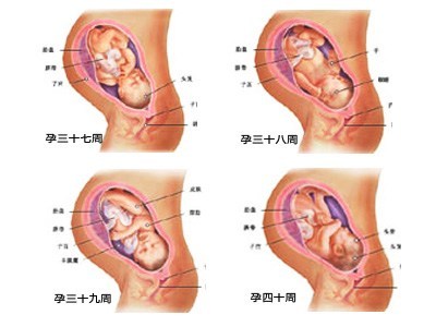 38周胎儿发育标准