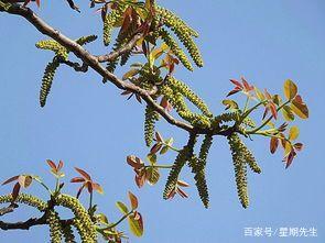 家里种核桃树好吗