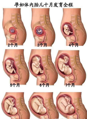 胎儿6个月发育情况