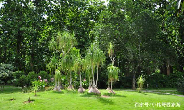 西双版纳勐仑植物园旅游攻略