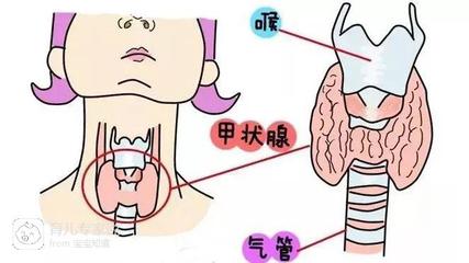 孕妇甲状腺高对胎儿的影响