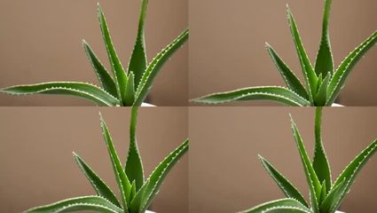 什么植物祛斑效果最好