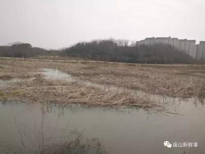 武汉藏龙岛湿地公园