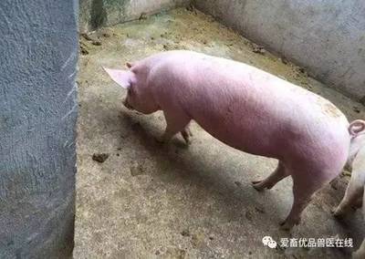 猪湿疹怎么治疗