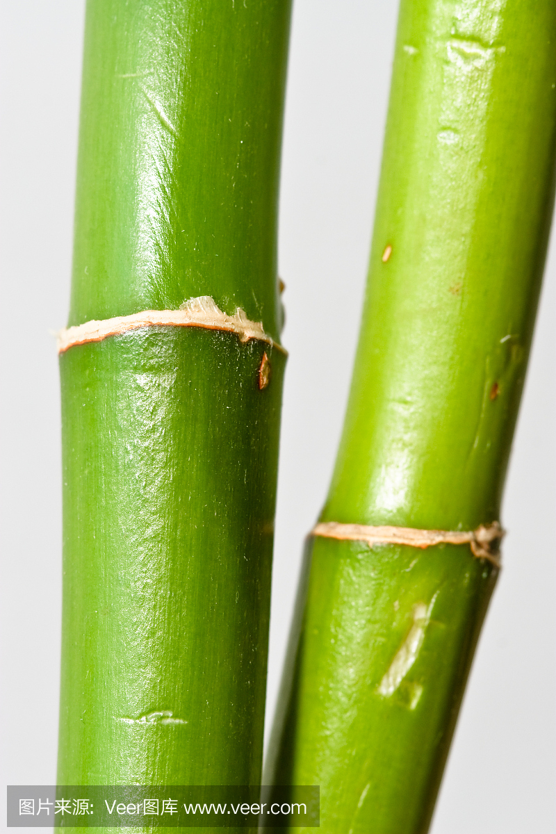 竹子的茎是什么样子的
