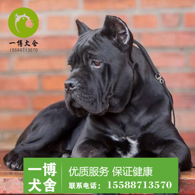 黑色比特犬价格多少